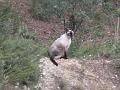 Fripouille 036